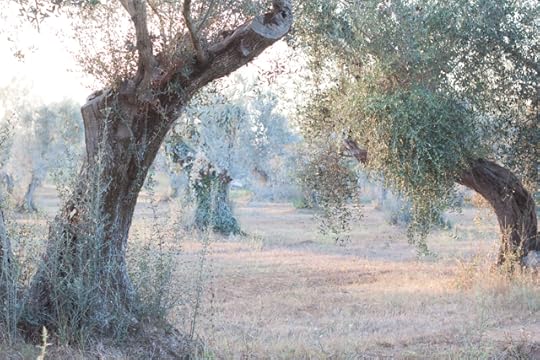 olive trees maremma