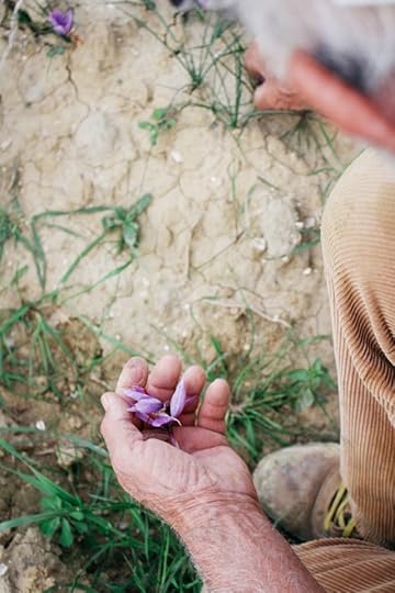 saffron picking