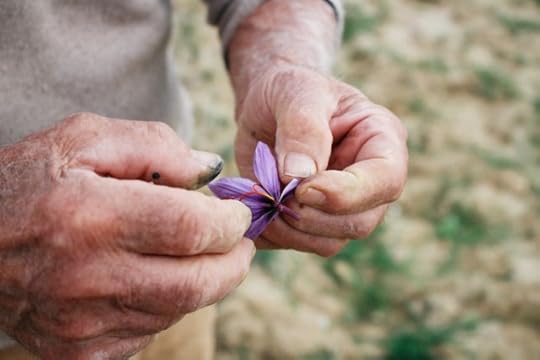 saffron crocus flower