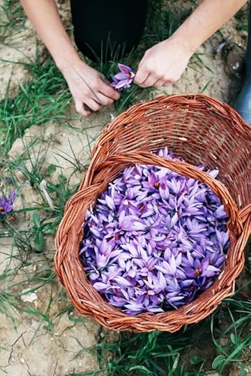 saffron harvest in San Gimignano