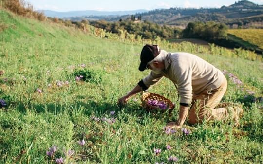 saffron picking