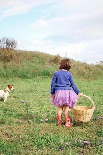 saffron harvest