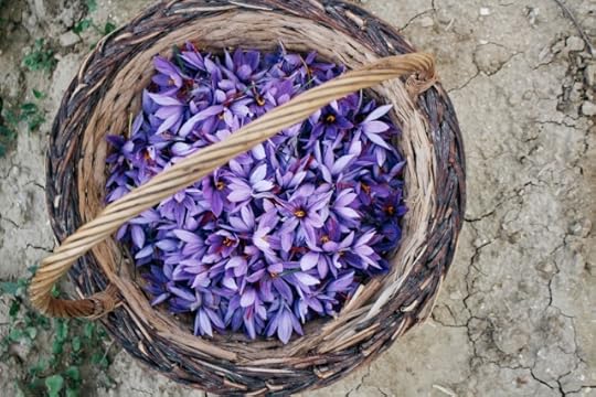 saffron crocus flowers