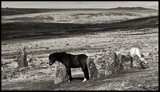 ''A Brown Pony Rubbing His Ass Against An Ancient Stone A White Pony Scratching Her Neck Against Another Scorhill Stone Circle Dartmoor'' by Stu jenks
