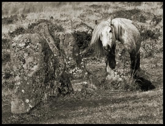 ''Dartmoor Pony Scorhill Stone Circle Dartmoor'' by Stu Jenks