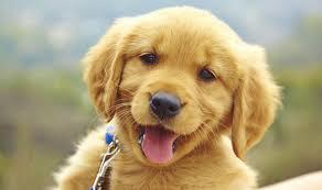 Image result for dogs images