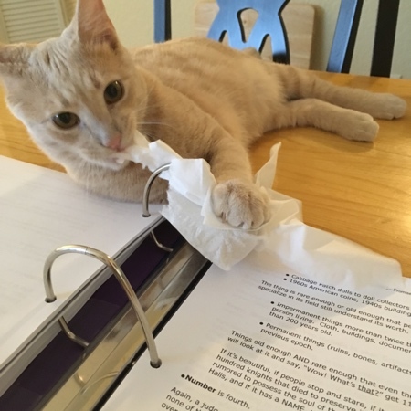 Sheldon Helping 04