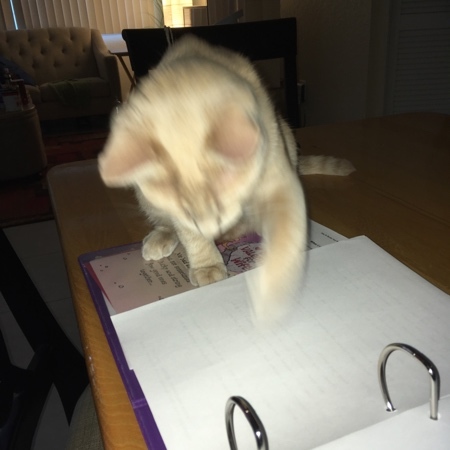 Sheldon Helping 11