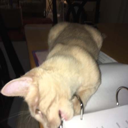 Sheldon Helping 12