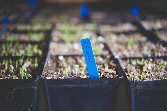 Onion transplants_.jpg