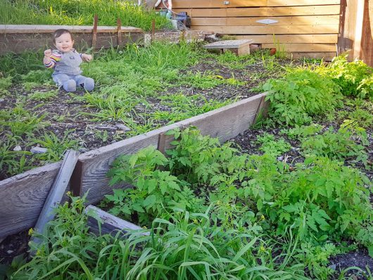 An abundant volunteer tomato patch