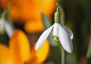 snowdrop