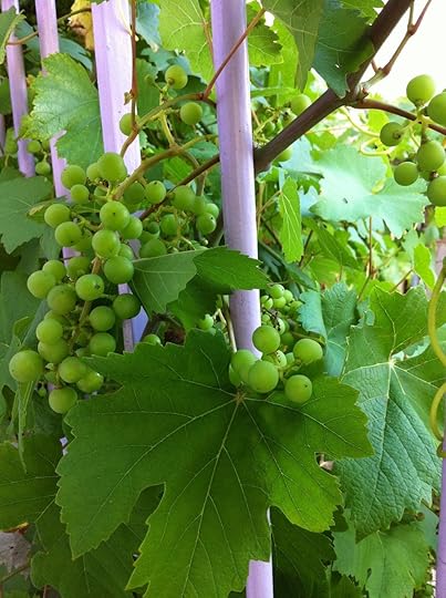 The riotous grapevine that grows up the staircase to La Maison des Deux Clochers