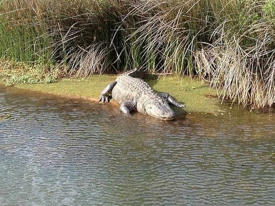 File:A large American alligator suns himself in the creek parallel to Runway 32 at Marine Corps Air Station, Cherry point, N.C., May 16, 2013 130516-M-XX999-001.jpg
