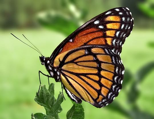 File:Viceroy Butterfly.jpg