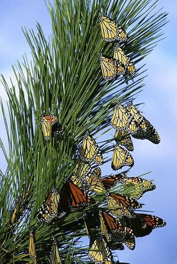 File:Monarch butterfly migration.jpg