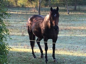 horse in the olive groves at Podere la Strega
