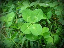 four leaf clover: 