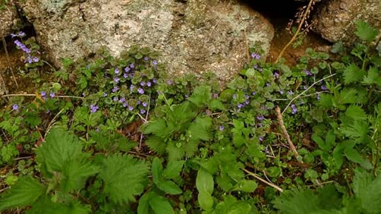Wild violets and nettles
