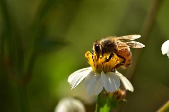 honeybees are dying due to stress
