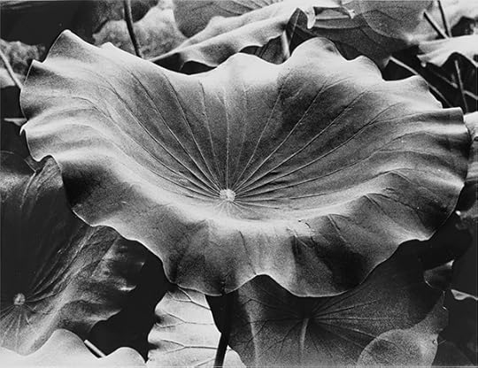 Takuma Nakahira, Untitled, 1978-89 © Gen Nakahira and courtesy Osiris 