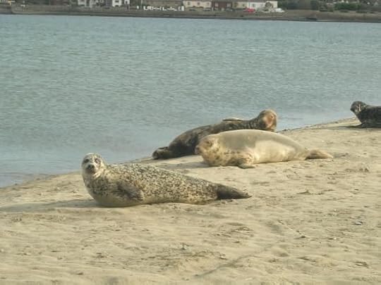 Dollymount Strand, Dublin: See 35 reviews, articles, and 37 photos of Dollymount Strand, ranked No.142 on TripAdvisor among 497 attractions in Dublin.: