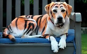 Image result for real life