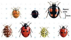 Image result for ladybird
