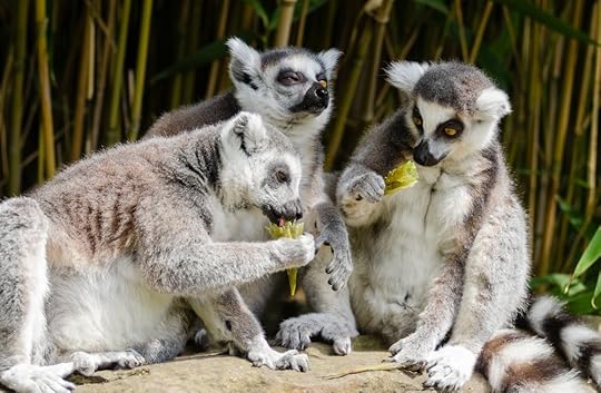 Wired to Eat by Robb Wolf