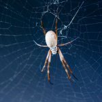 Image from Bolt Threads