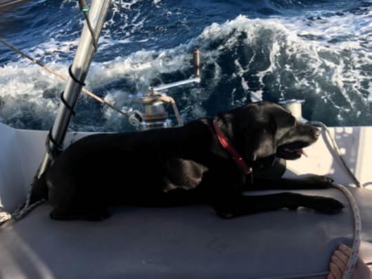 Bella in a Boat. Image Credit: Photo by Peter Renders of Bella. Used with permission of photographer.