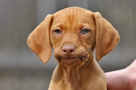  photo Unimpressed-Dog-Meme-08_zps61ydyxna.jpg