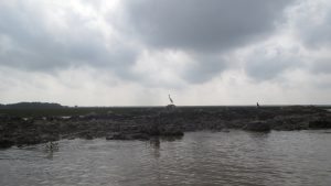 IMG_pn cò cô đơn