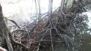 rừng Đước Cà Mau