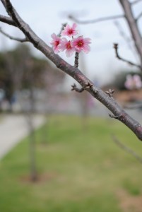 1-DSC_0007