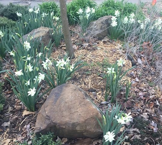 In four garden days my Thalia daffodils bloomed