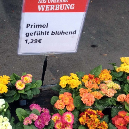 Primeln gefühlt blühedn (Tengelmann Augsburg-Pfersee) © Ulrike Beyer 21.3.2017_WZ