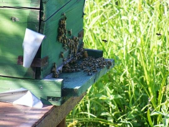 To Bee or Not to Bee The Global Impact of Pollinator Decline