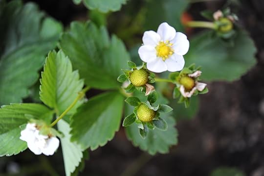 Spring Strawberries_Seattle Urban Farm Co