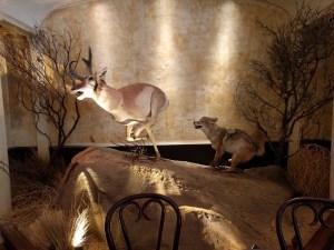 taxidermy