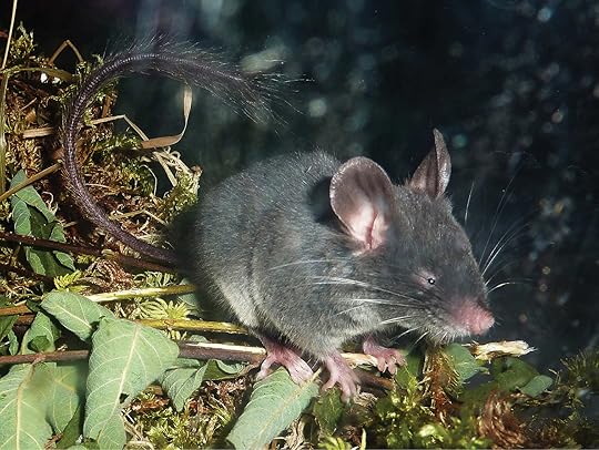 mouse uses echolocation