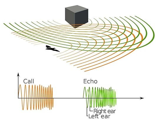 echolocation diagram