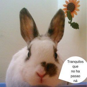 conejo-que-habla-humor