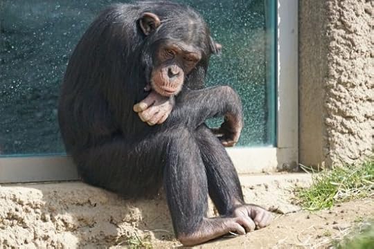 Where Do Retired Lab Chimps Go