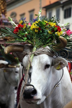 Italy's majestic Etruscan Chianina spiffed up for a festival