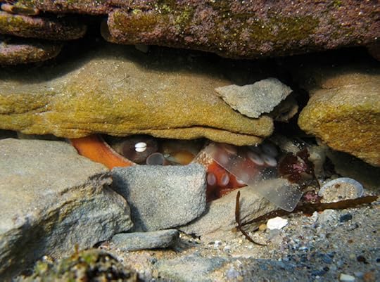 Skylight 1_1755_2 cmp