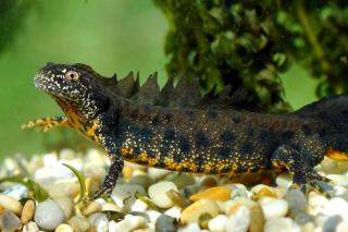 Male-Great-Crested-Newt---by-Fred-Holmes-ARC-Trust
