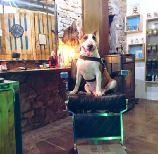 Phare Barbershop Dog La Ciotat France