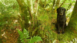 TillyWoodsTerriphoto