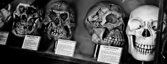 humans are animals - evolution skulls